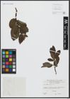Foto von Salix appendiculata Vill.